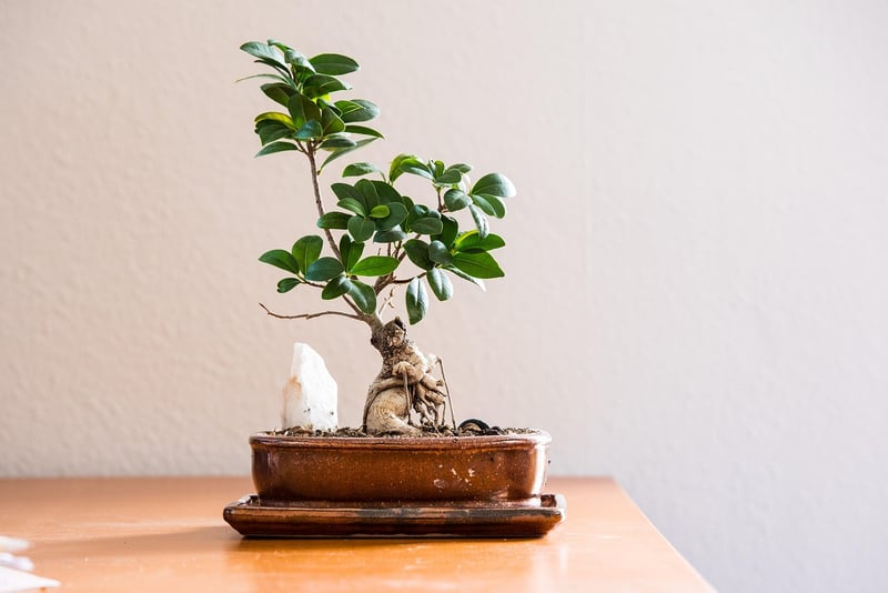 Eco-conscious Living Ideas